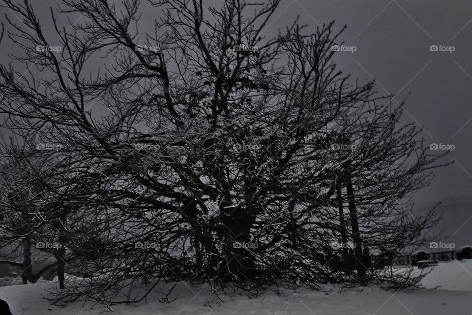Snowy tree