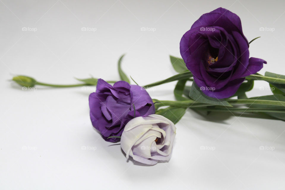 Purple roses