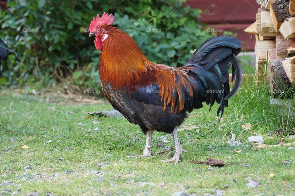 Rooster