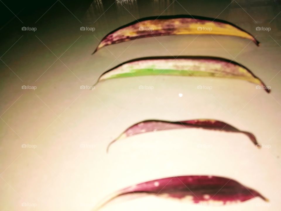 Plant and colour mix