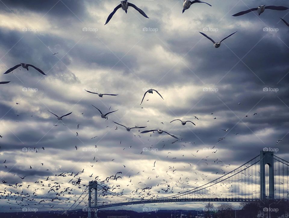 A flock of seagulls flying toward the Verrazano-Narrows Bridge between Brooklyn and Staten Island, New York