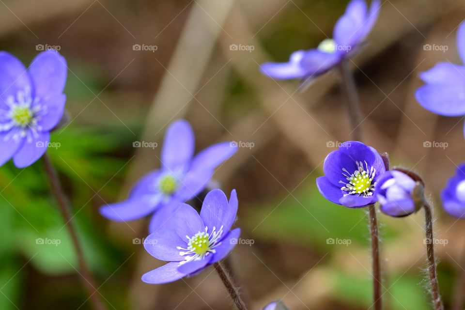 Spring with hepatica or blue anemones from Malmøya in Oslo 
