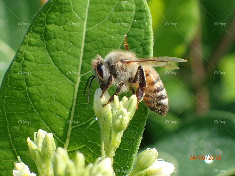 Honey bee on Dogbane 