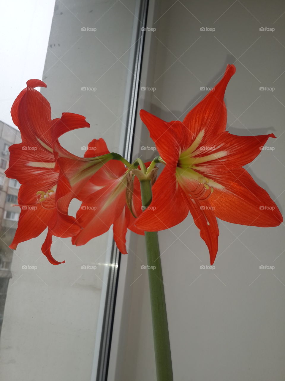 blooming lily