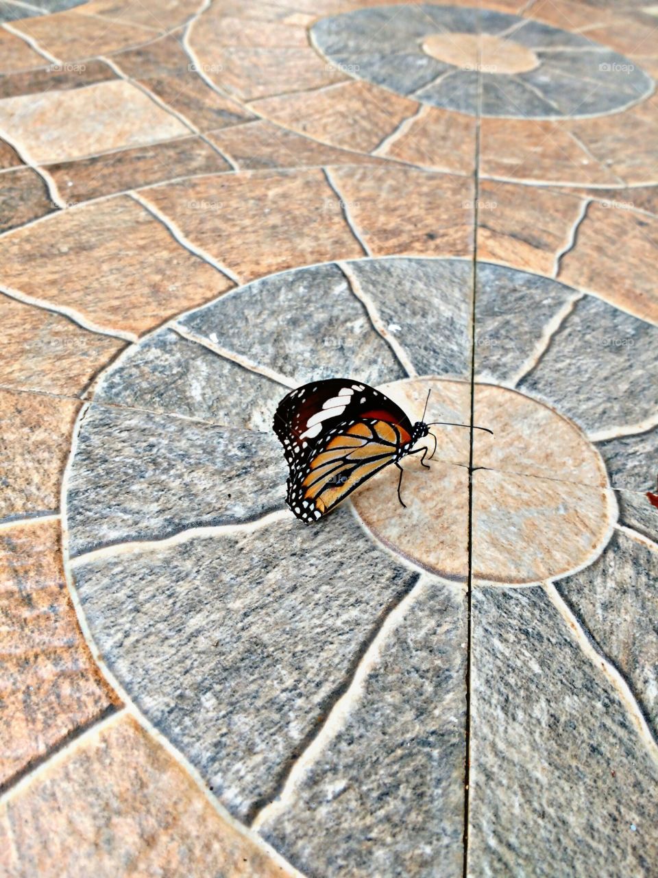 butterfly on flore tiles