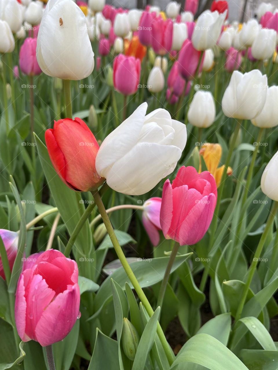 tulips