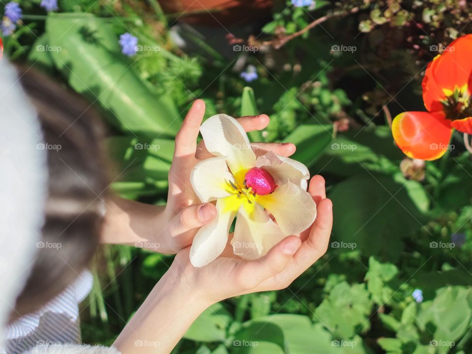 The hands of a caucasian teenage girl holds a white tulip inside which is found a chocolate easter egg in a lilac shiny wrapper in a backyard garden on a clear sunny day, close-up top view. Easter tradition concept.