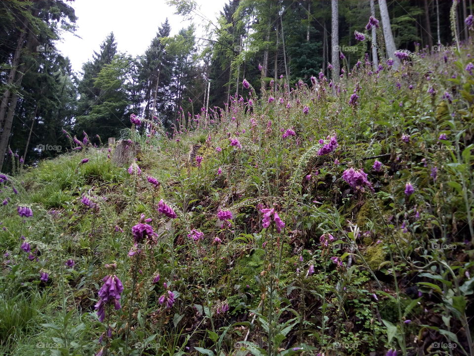 Schwarzwald in Bad Wildbad