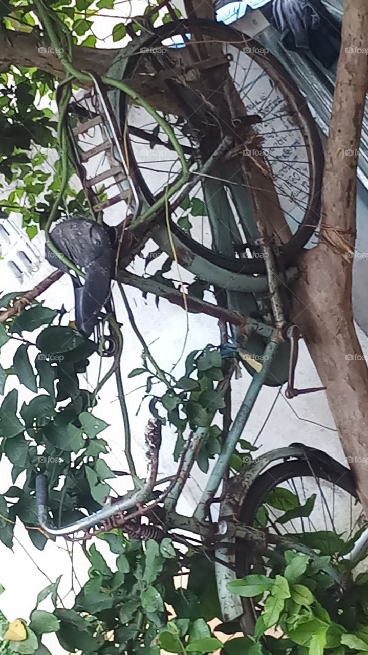 The by cycle is nice click on the tree