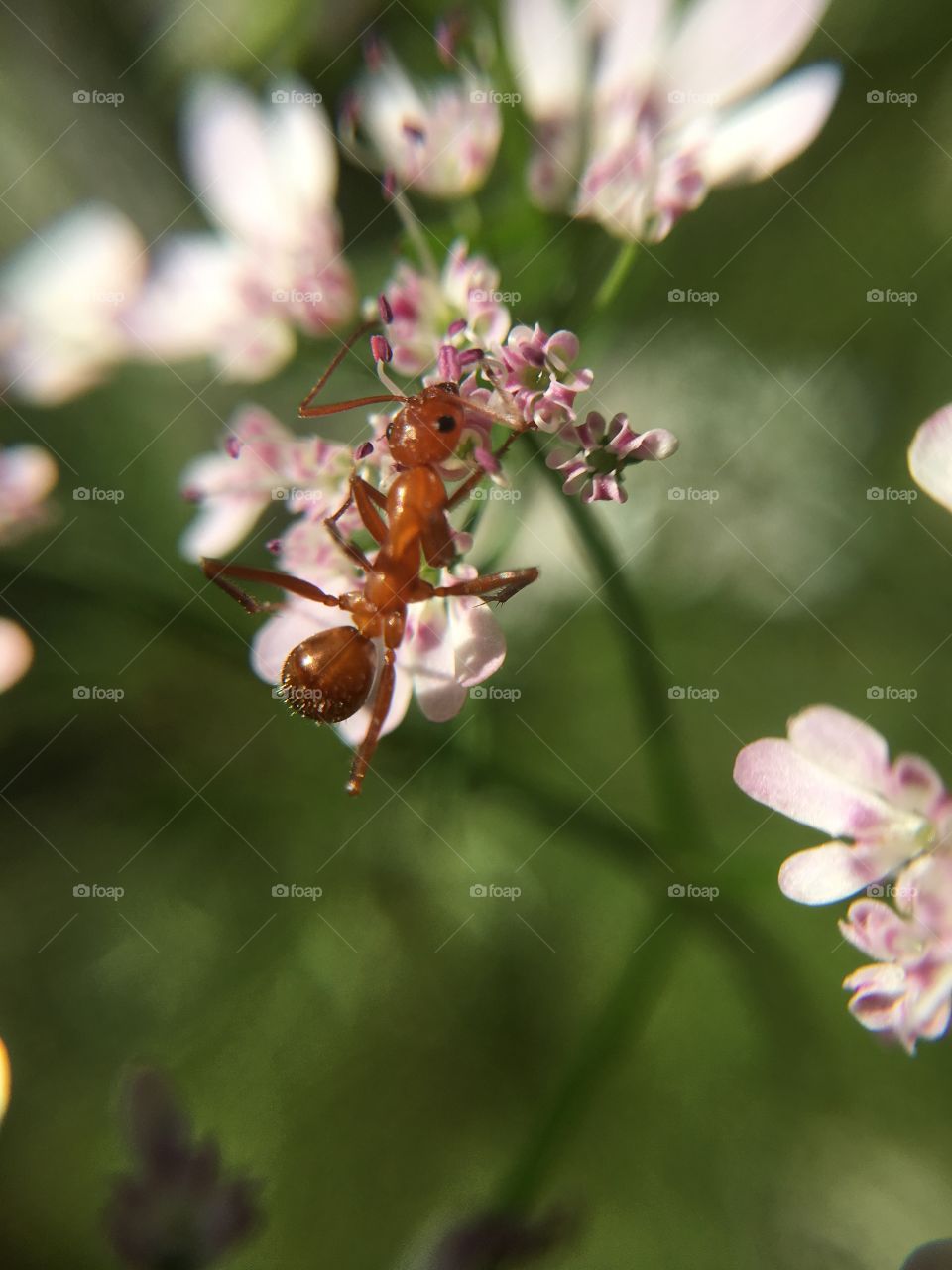 Ant on cilantro 