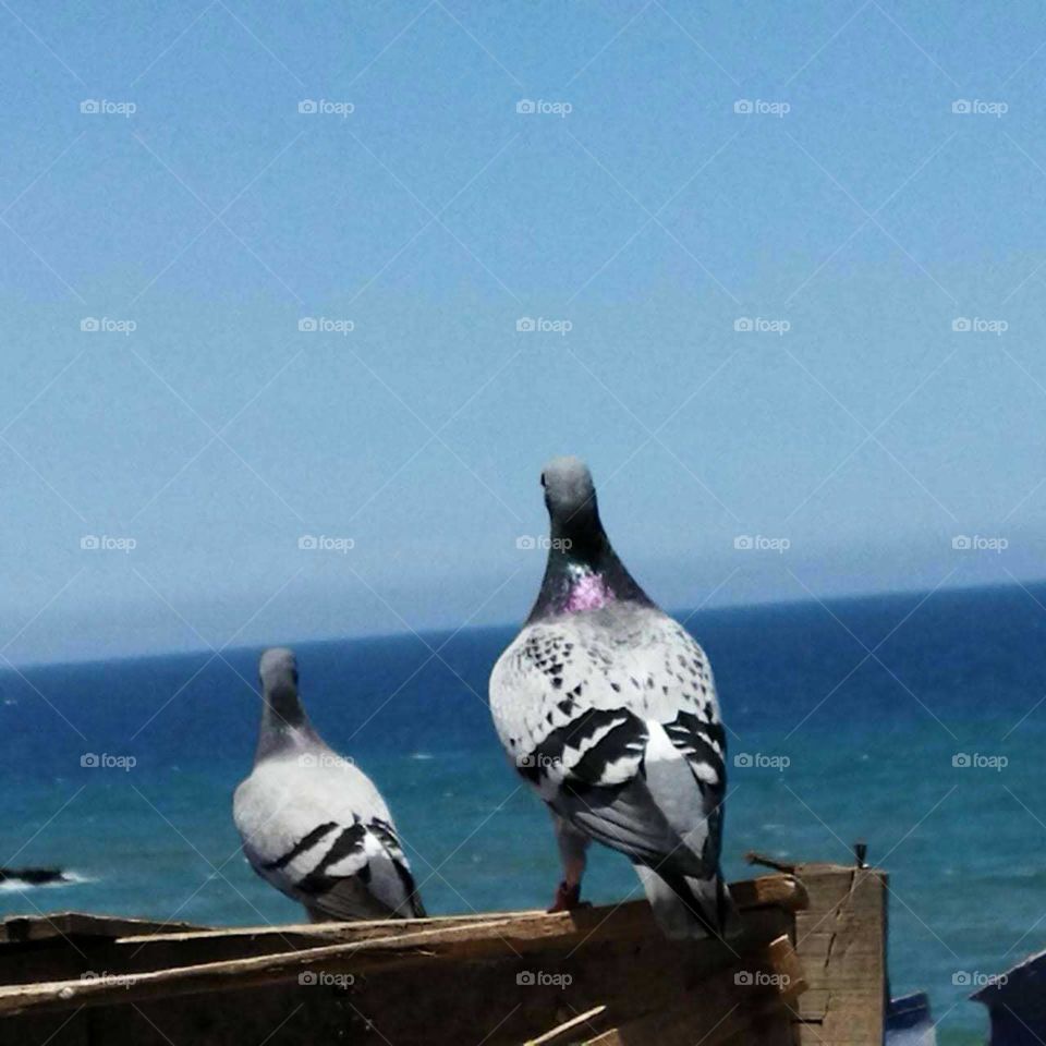 Beautiful bird on a roof.