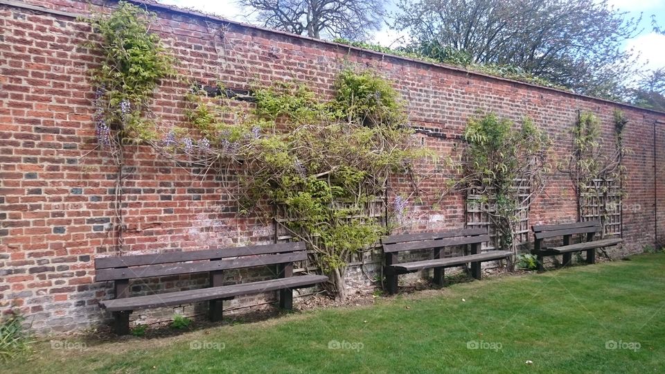 High brick wall with climbing plants and wooden benches, at The Walled Garden in the grounds of Tewin Water, nr Welwyn Garden City, Hertfordshire. Area discovered by chance on a Saturday in Spring.
