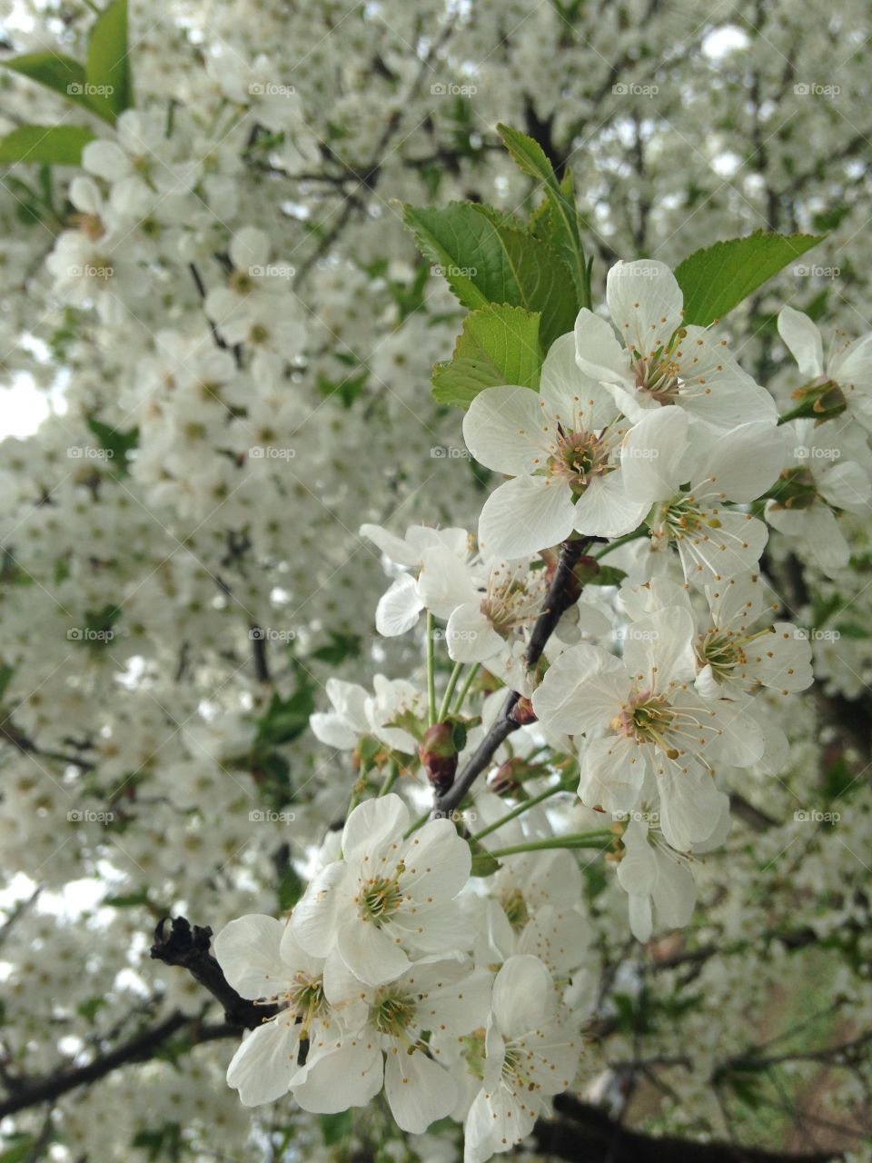 Cherry tree in blossom 