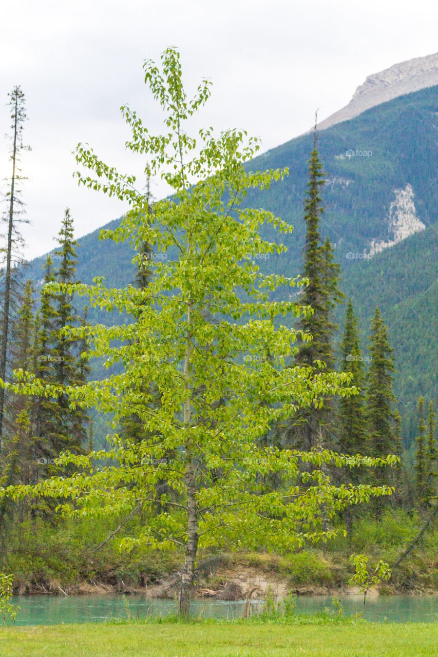 Pine trees in the Canadian Rockies 