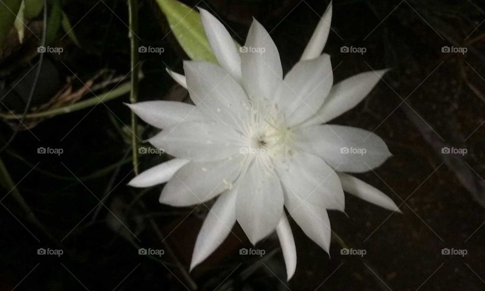 White flower closeup