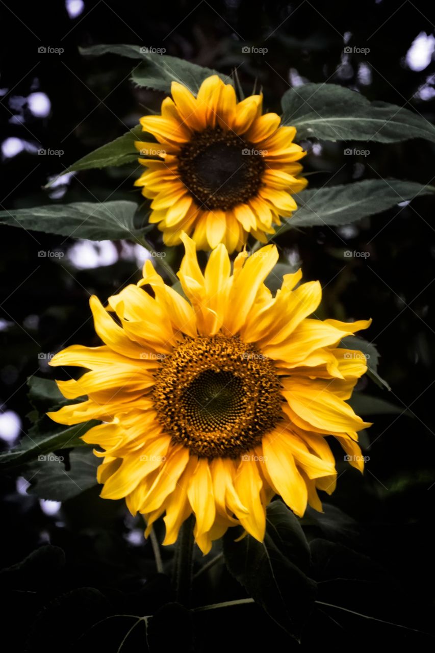 Sunflowers No 3