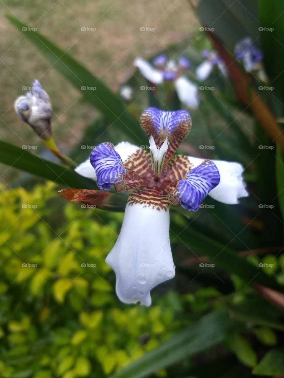 white iris and plants