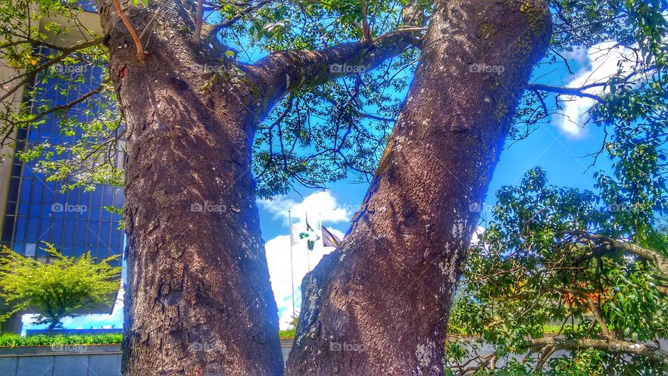 árvores paisagem céu