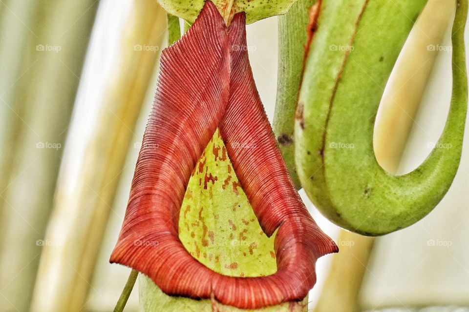 Unique ribbed bloom