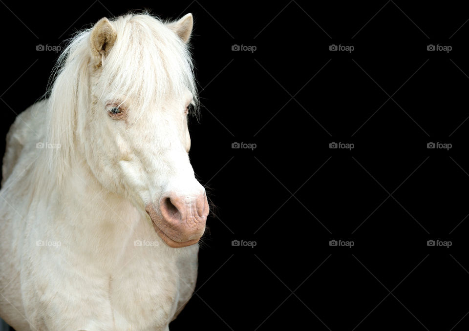 White horse portrait, black background