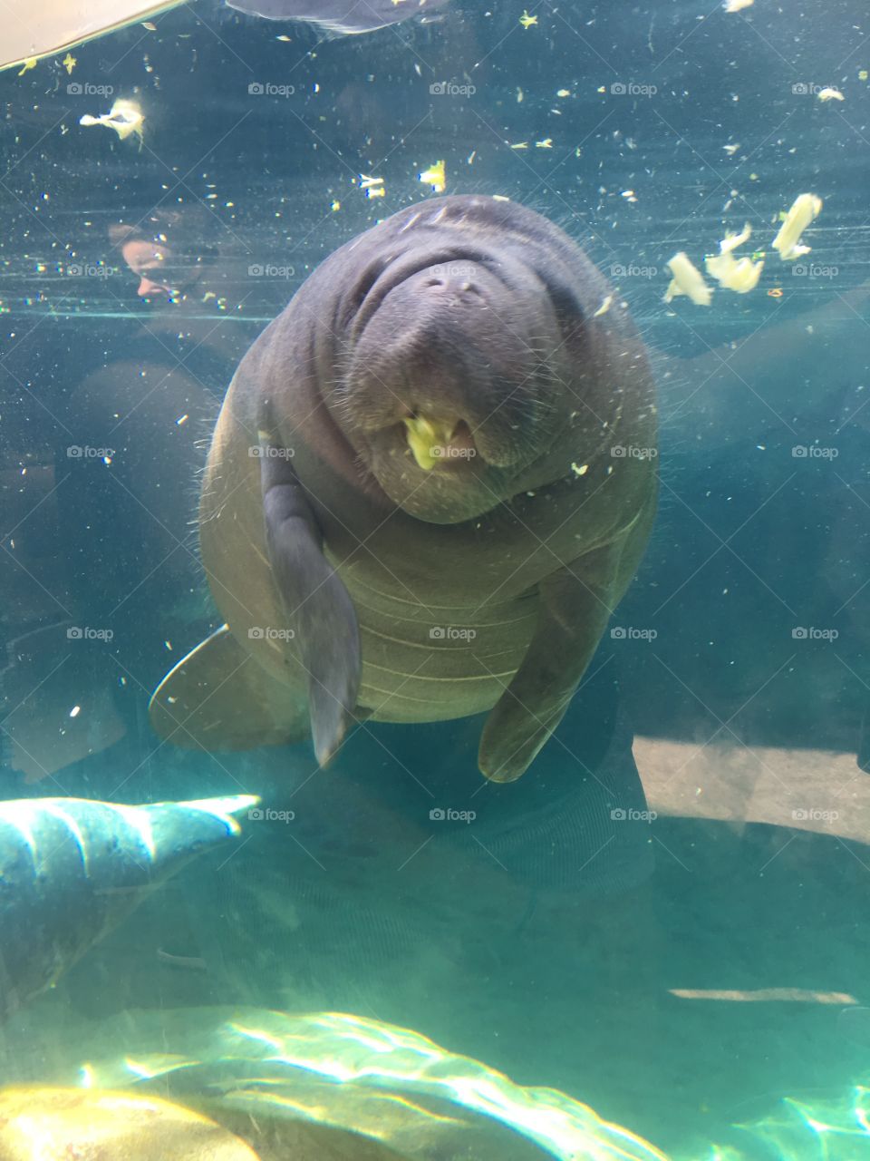 A candid shot from a summer trip to the local zoo. The manatee is munching on some cabbage. 