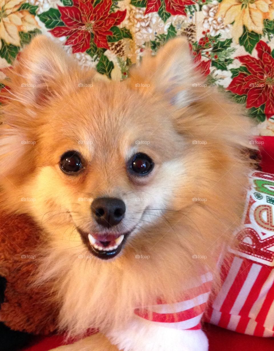 Gia's Christmas picture . Presents for the Pomeranian 