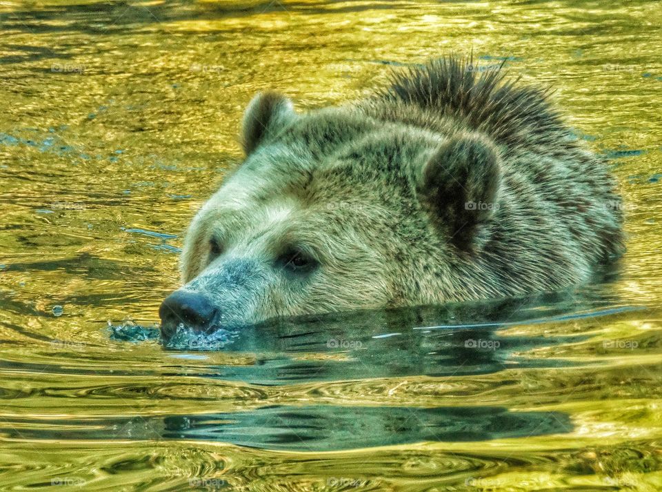 Bear During Golden Hour. Grizzly Bear In The Water Before Sunset
