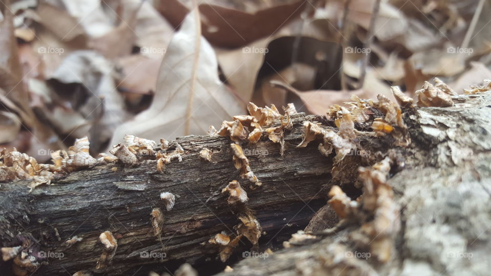 fungi on a fallen log