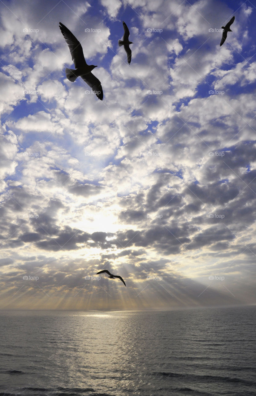 Seagull flying over the sea