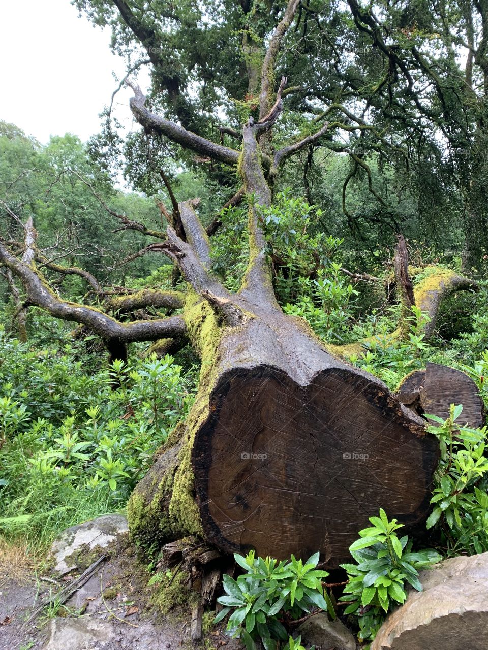 Big tree cut down
