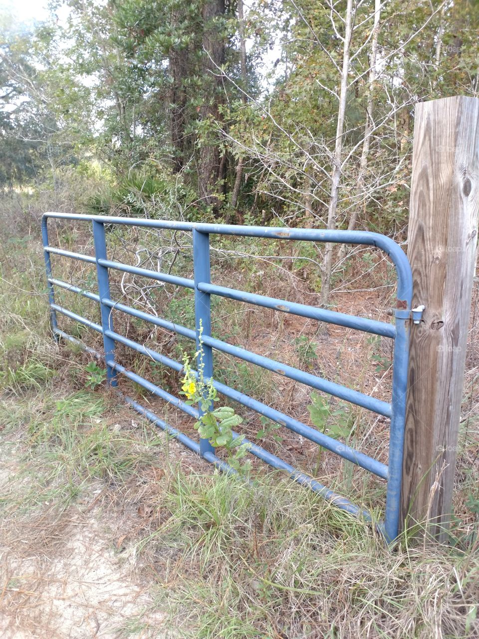 gate, flower, outside,post