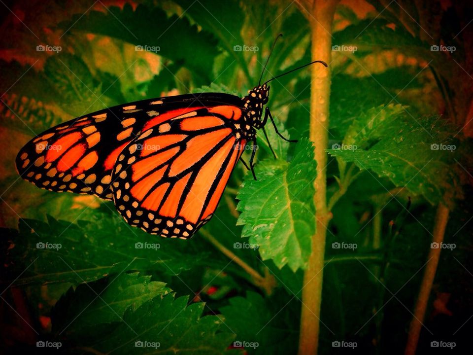 Monarch butterfly