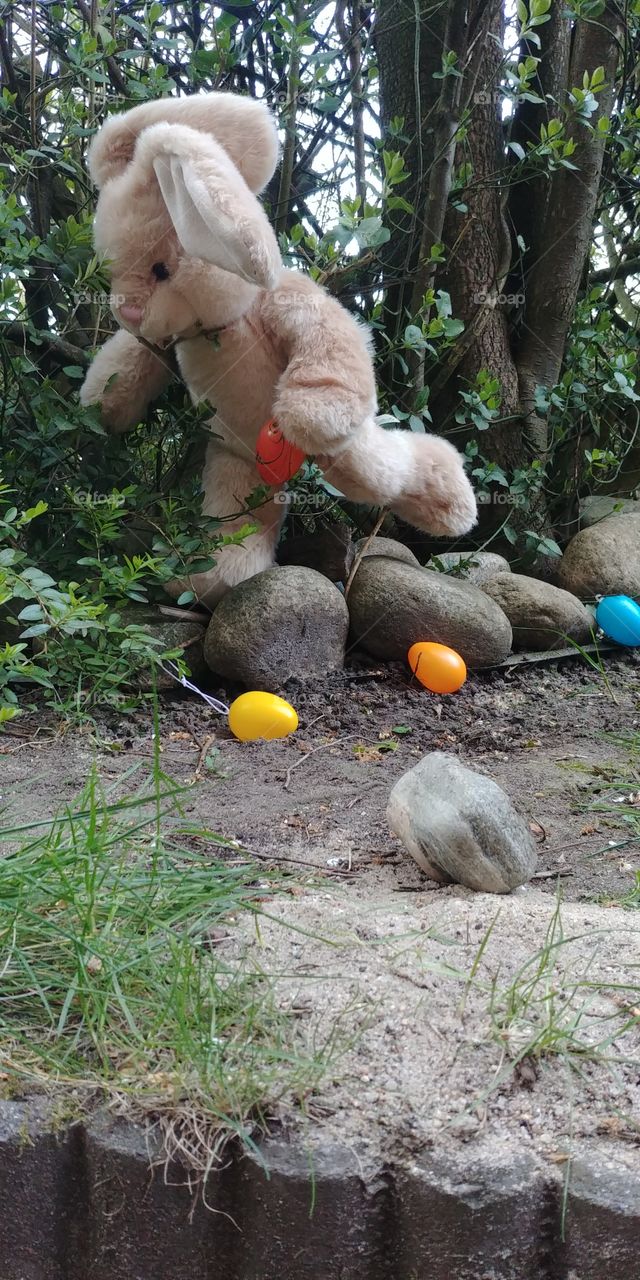 hase ostern Osterhase Ostereier eier easter easter ostern hase egg easteregg bunt color colourful