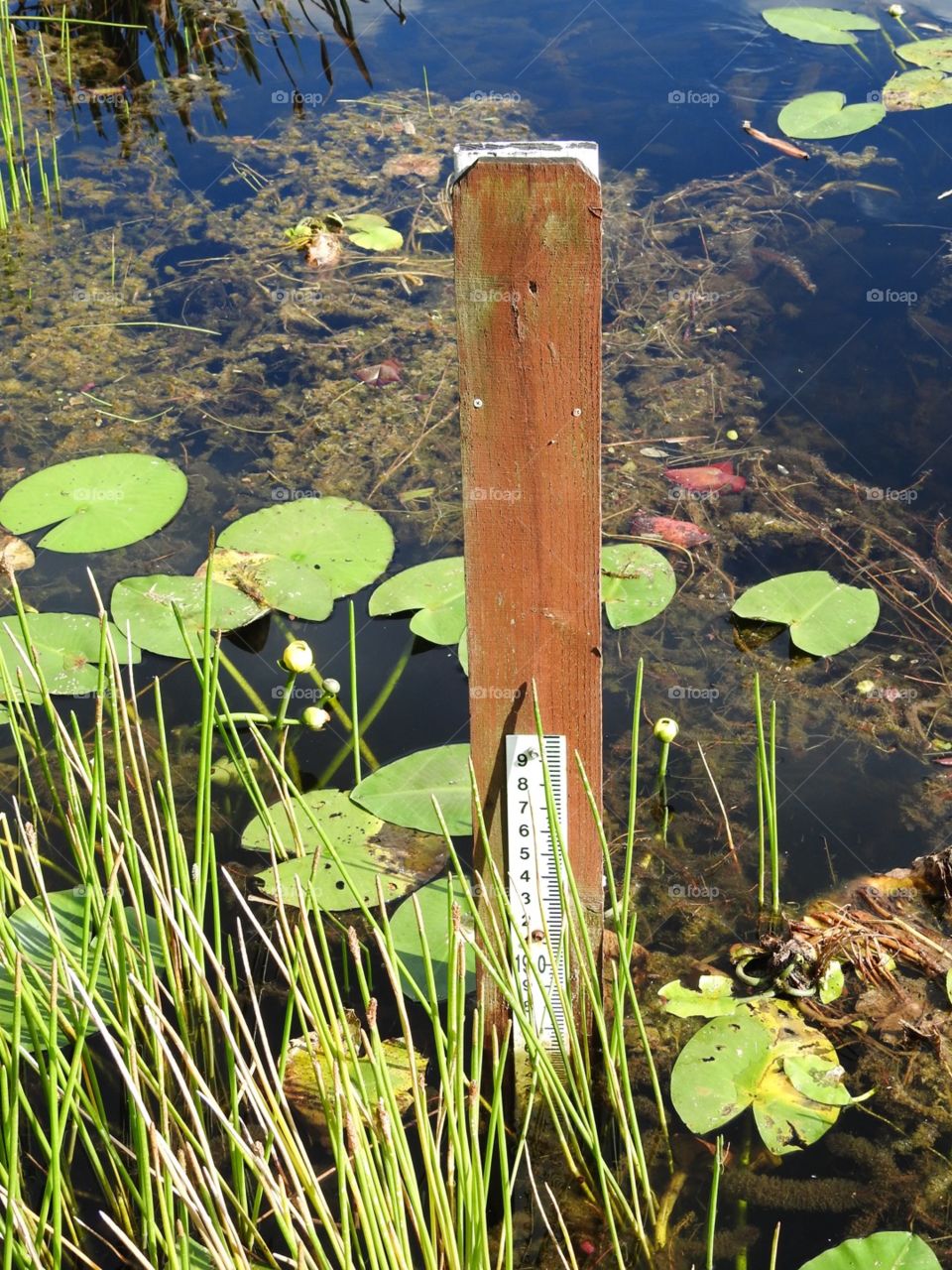 Measuring the lily pond