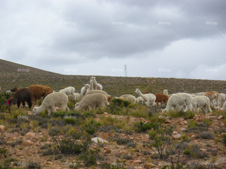 Llama and alpaca in Peru