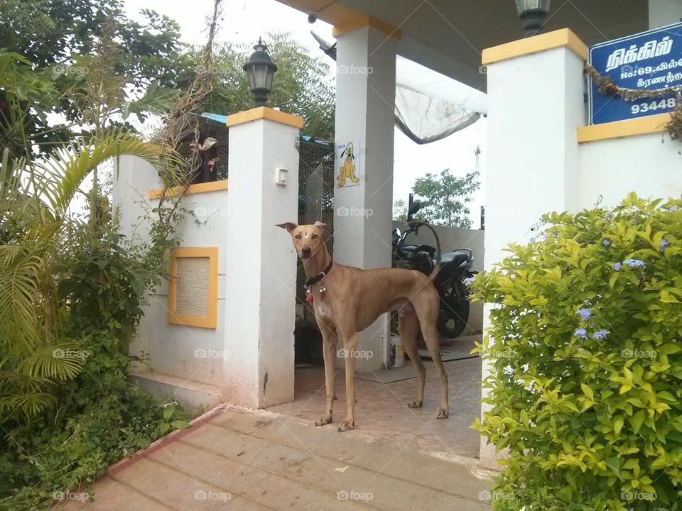He is my house best security 