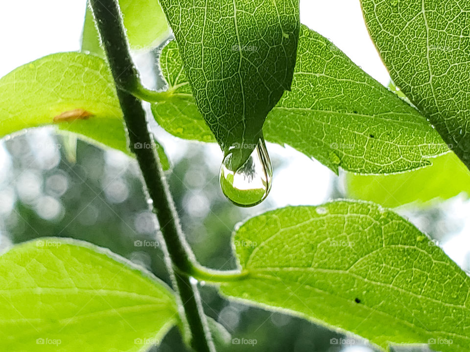 A rain drop falling off of a green leaf illuminated by the bright cloudy white sky with green and white bokeh in the background.