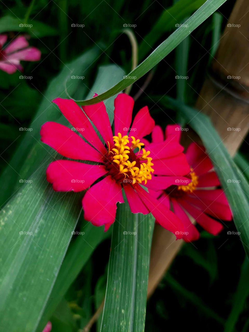 Pink Zinnia blooming