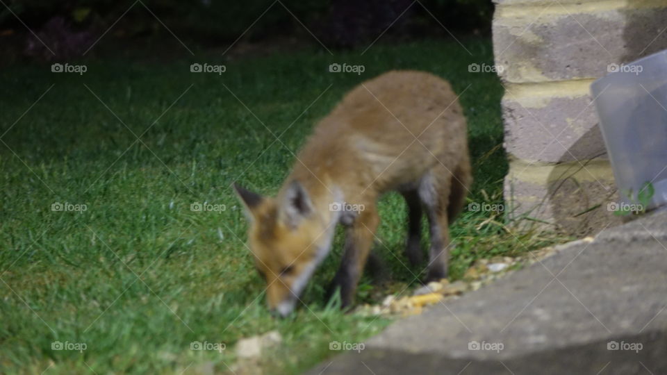 Fox cub