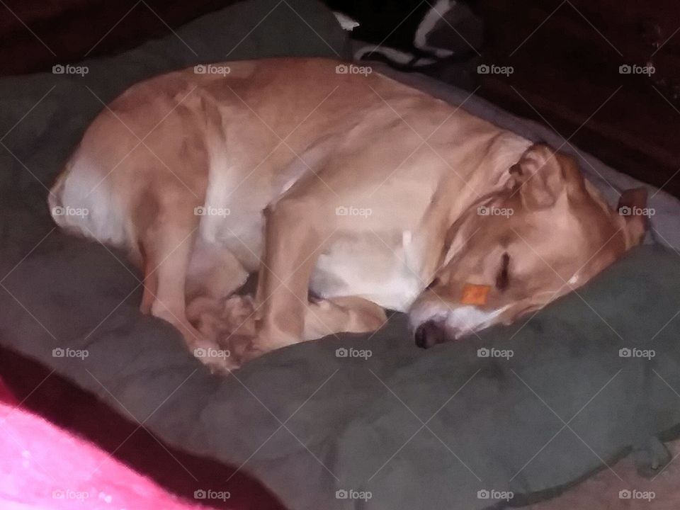 A cracker on her nose while she slept.