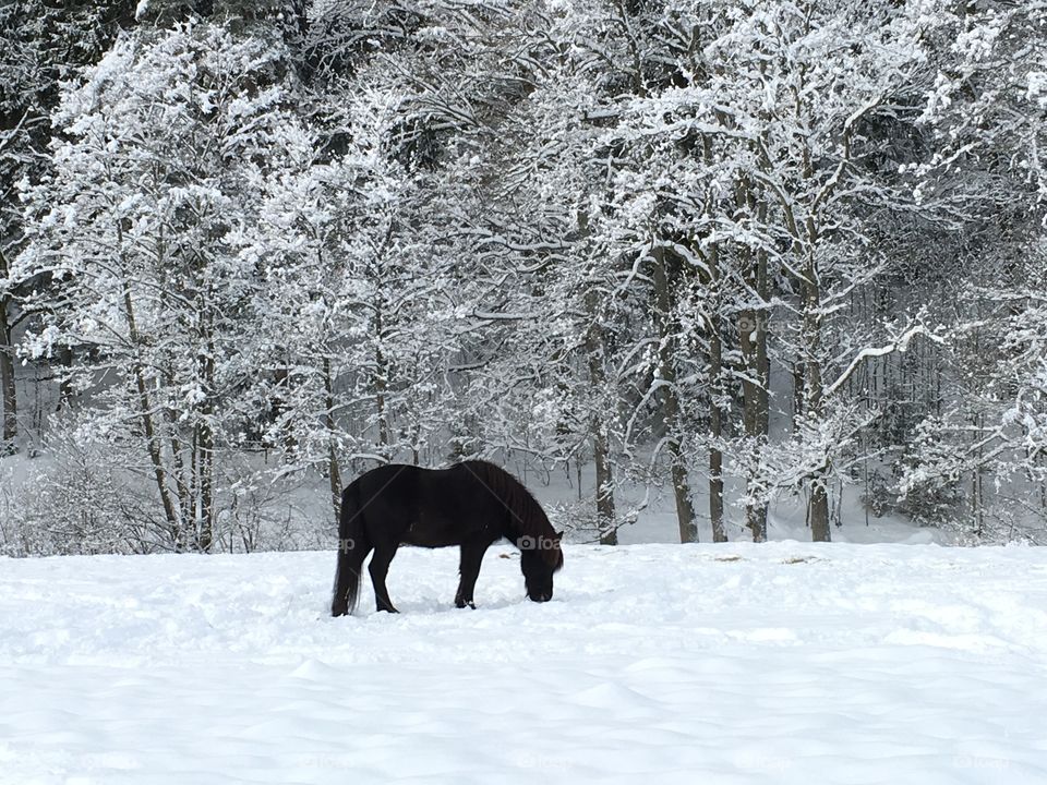 snow