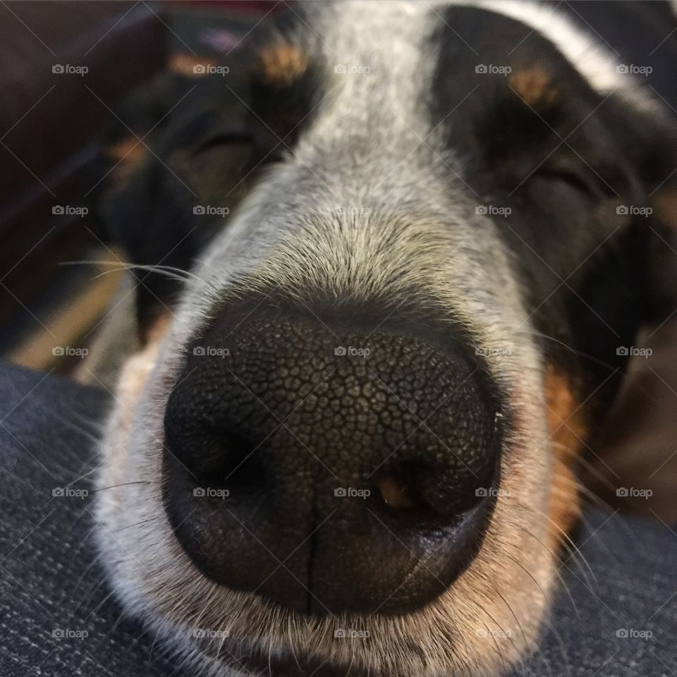 Cute Nose