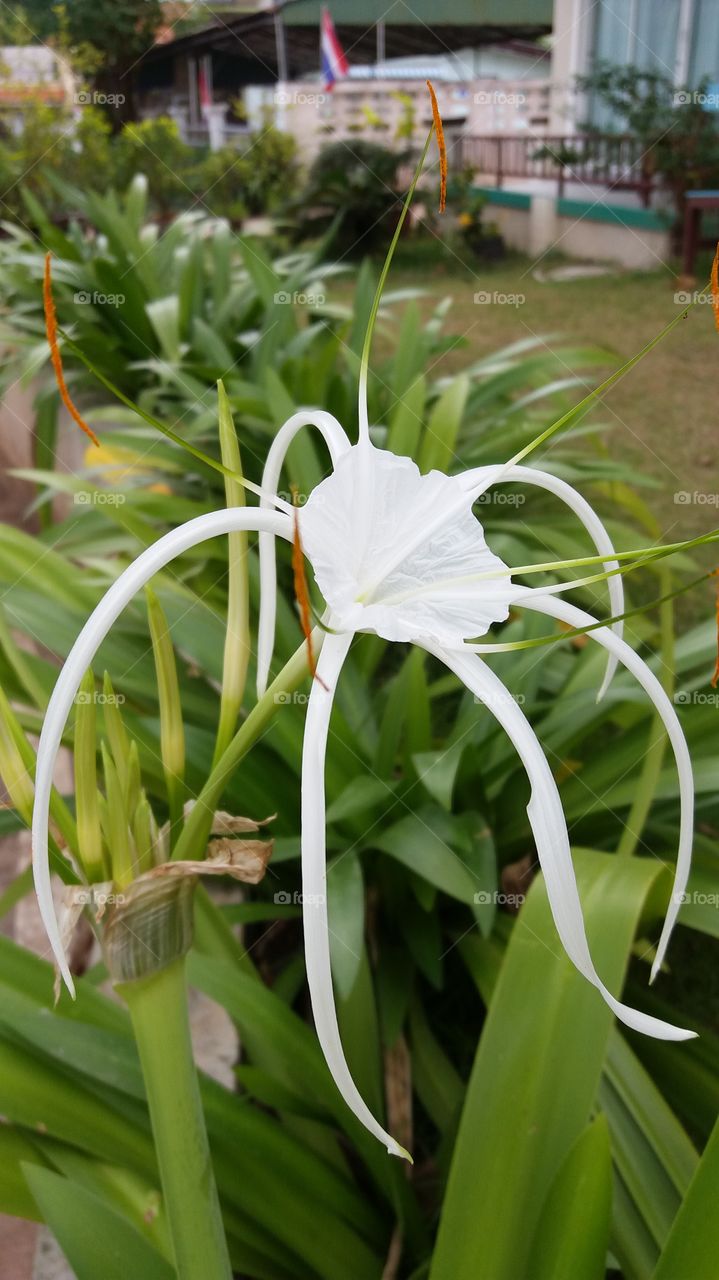 White of flower
