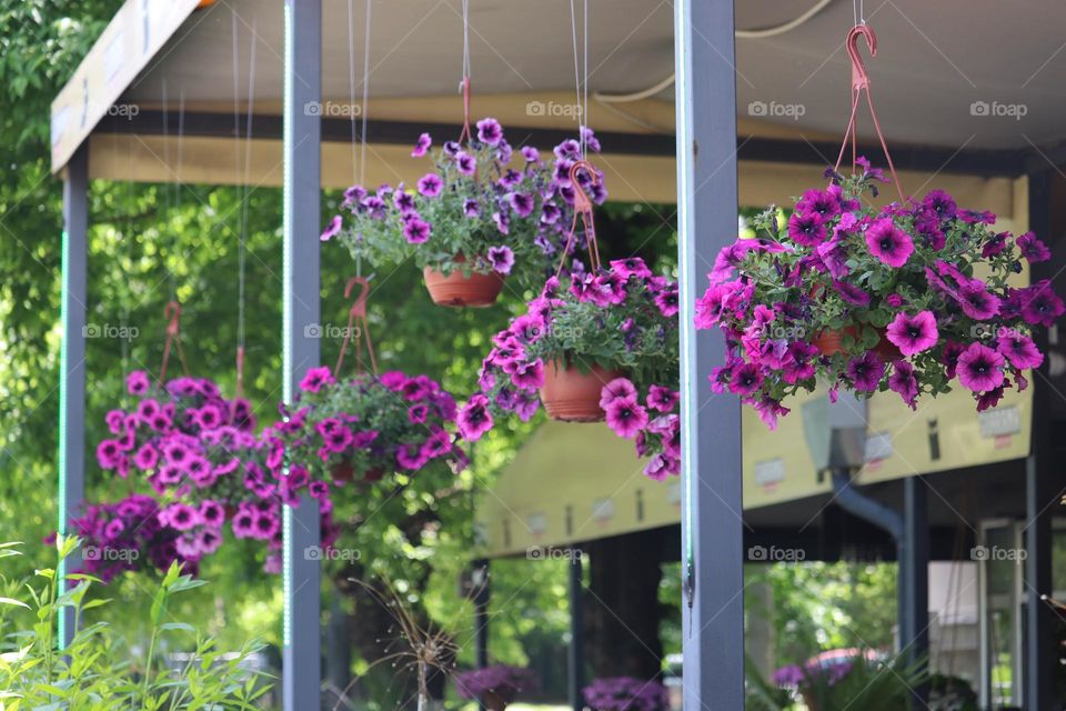 Hanging flowers in pots