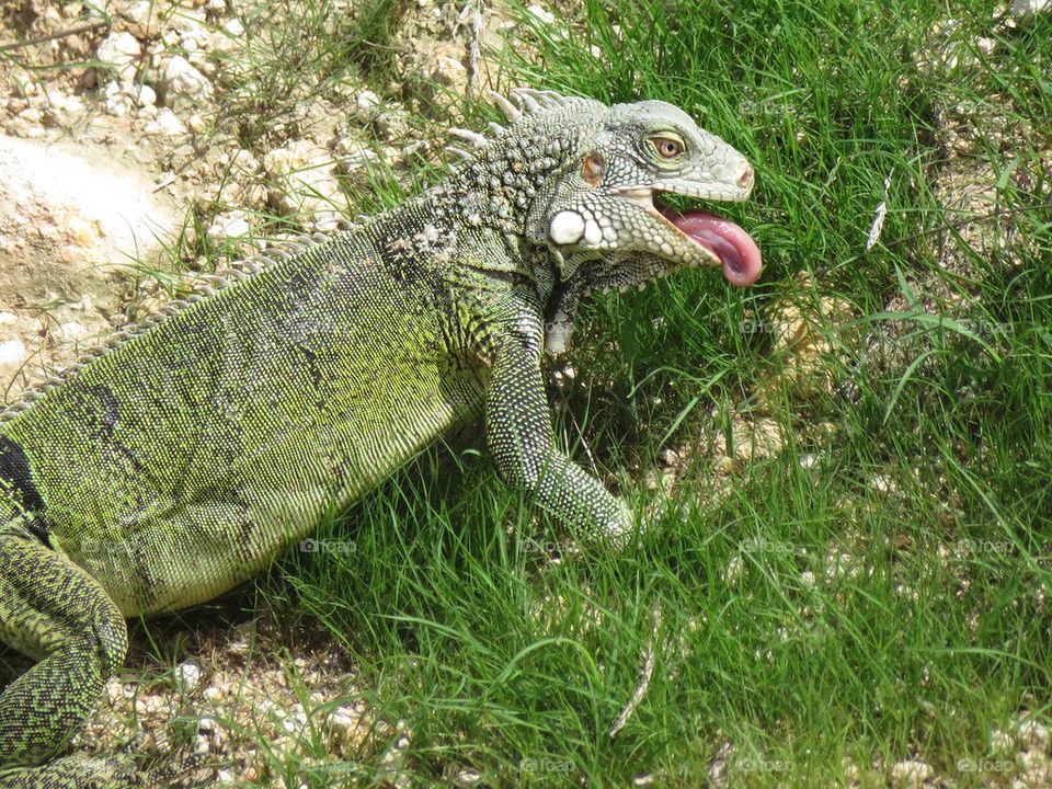 Side view of iguana sticking out tongue