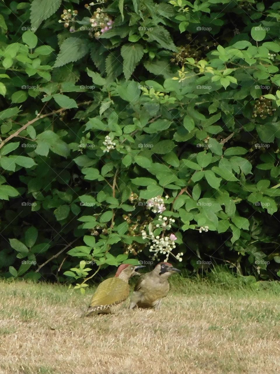 Green woodpecker 