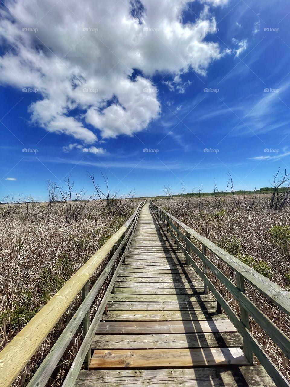 Boardwalk into a marsh