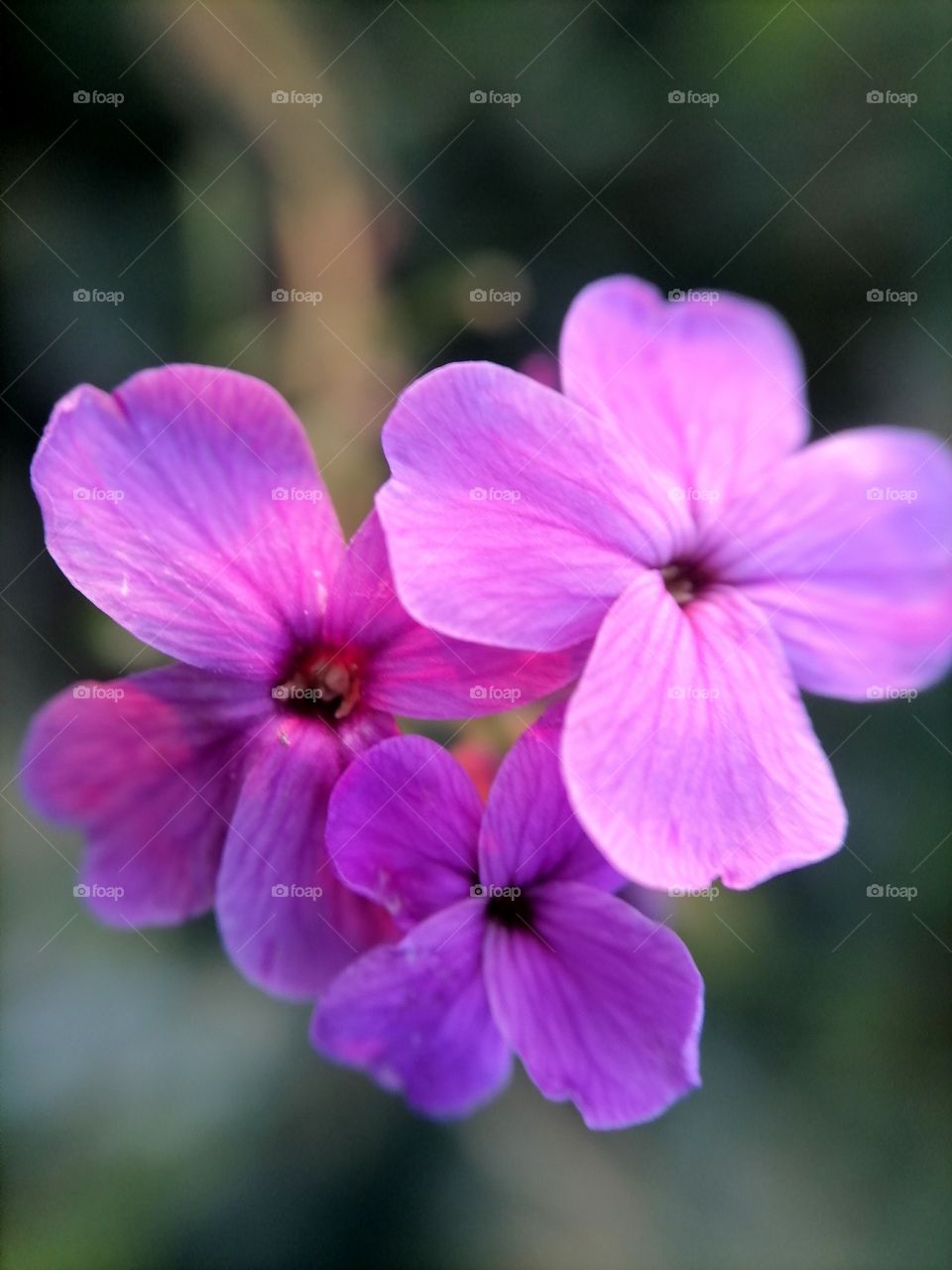 Flowers, roses, daisies, sky, summer, wild flowers, macro, insects, omg,