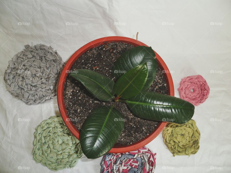 Ficus indoor plants uplifting and joy