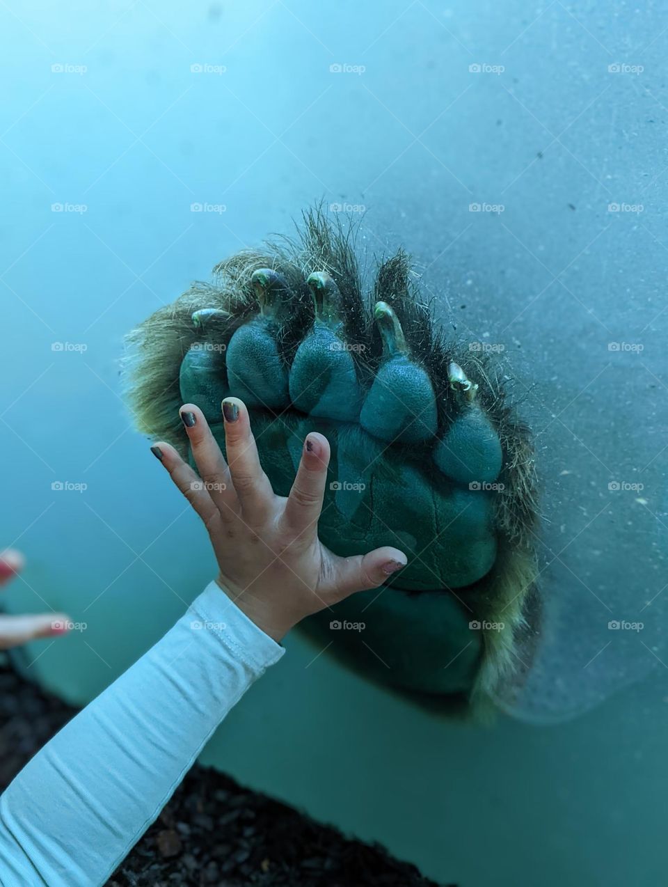 little girl high five with a grizzly bear underwater little hand big hand bear paw bears at the zoo